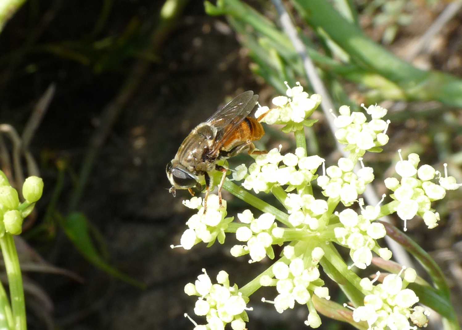 Merodon femmina e maschio (Sardegna)